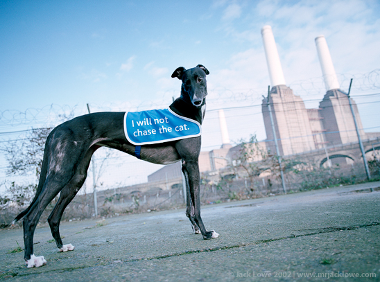Claydon Healey Jones Mason, Battersea Dogs Home ad campaign, photography by Jack Lowe